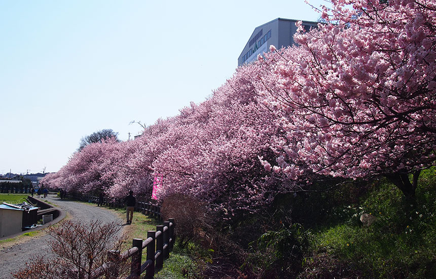桜の絶景スポット！「一の堰ハラネ春めき桜」