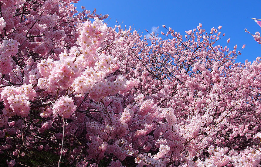 桜の絶景スポット！「一の堰ハラネ春めき桜」