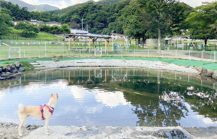 山間の自然豊かなドッグラン＆カフェ「寄七つ星ドッグラン＆カフェ」