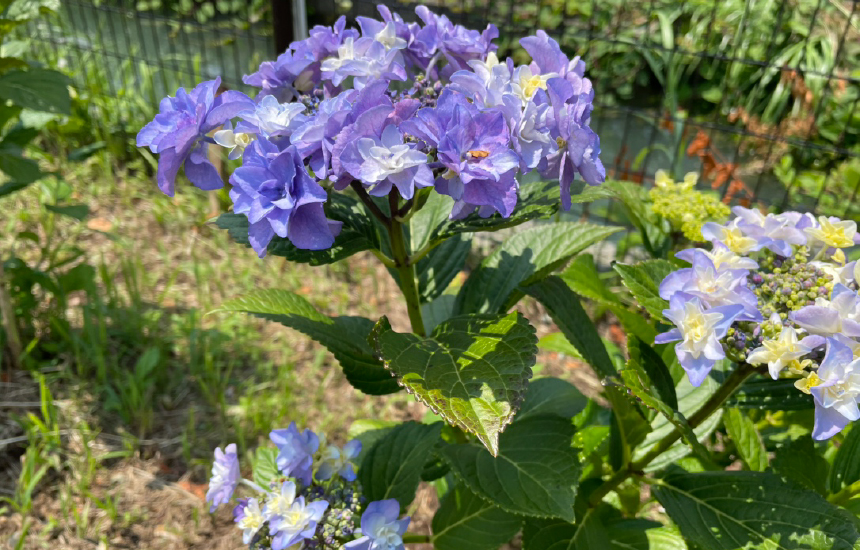 田園風景にかこまれた静かな公園「あじさい公園」