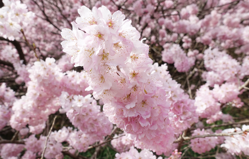斜面がピンクに染まる桜のジュータン、桜の絶景スポット！「一の