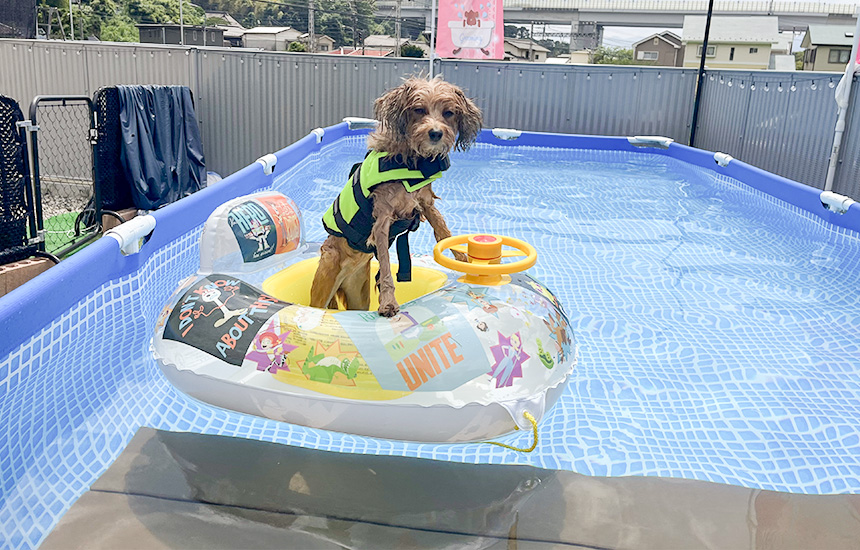 kent crew（ケントクルー）ドッグラン | 足柄観光サイト 箱根のとなり